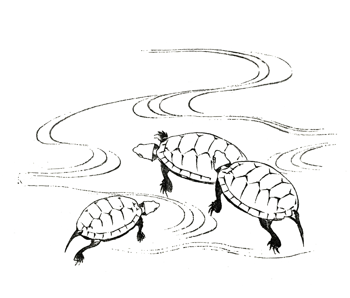reiki healing turtles